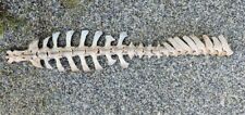 Complete sheep vertebrae for sale  PLYMOUTH