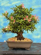 Joe bonsai shohin gebraucht kaufen  Spiesen-Elversberg