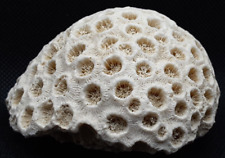 Brain coral white for sale  Dayton