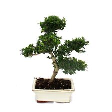 Exotenherz bonsai ilex gebraucht kaufen  Zweibrücken