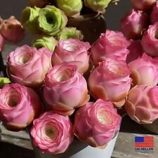 Pink mountain rose for sale  USA