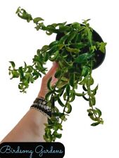 fern pot plant green for sale  Marietta