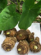 6 Taro Root Bulbs Edible Tropical Elephant Ear Colocasia Live Plant Fresh USA :) for sale  Shipping to South Africa