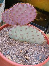Cactus opuntia violacea usato  Spedire a Italy