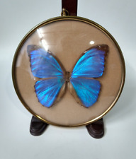 Morpho butterfly glass for sale  Waterbury