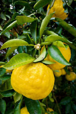 Yuzu citrus junos usato  Valmacca