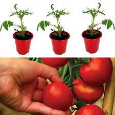 Tomato plants shirley for sale  GLASGOW