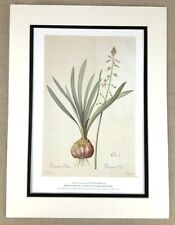 Vintage botanical print grand drimia lys fleur lys pierre joseph redoute for sale  Shipping to South Africa