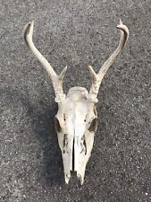 Small taxidermy deer for sale  Providence
