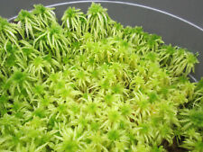 Spiky bog moss. for sale  CARMARTHEN