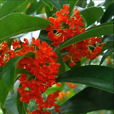 Red sweet osmanthus for sale  Aumsville