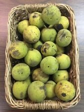 Black walnut nuts for sale  King George