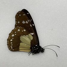 Butterfly amauris species for sale  READING