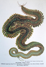 Rag worm ragworm for sale  OSWESTRY
