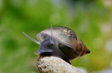 Live bladder snails for sale  Palmetto