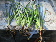 Aloe plants medicinal for sale  Glen Ellyn