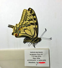 PAPILIO MACHAON GIGANTEA***** male ****Greece/N-Macedonia(papered) for sale  Shipping to South Africa