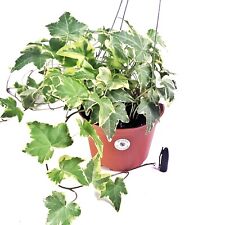 live plant pot basket for sale  Winnetka