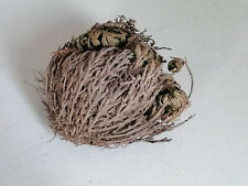 Rose jericho wunder gebraucht kaufen  Erfurt