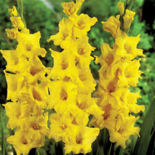 Gladioli corms limoncello for sale  IPSWICH