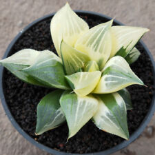 Used, haworthia magnifica varigated free pythosanitary ship by dhl express for sale  Shipping to South Africa