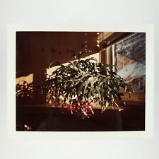 Sunlit Room Christmas Cactus Photo 1970s Indoor Plant Window Reflection D1878 for sale  Shipping to South Africa