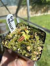 Dionaea muscipula hellcat for sale  CHELMSFORD