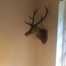 Taxidermy red stag for sale  WIRRAL