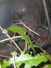 stick insects box for sale  LEICESTER