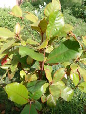 Prunus amygdalus almond for sale  MOELFRE
