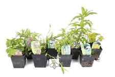 Lincolnshire pond plants for sale  MARKET RASEN