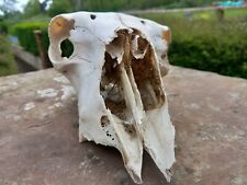 Real sheep skull for sale  USK