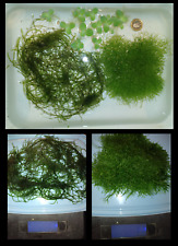 Riccia fluitans java for sale  HUDDERSFIELD