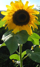 Field sunflower sunflower for sale  Shipping to Ireland
