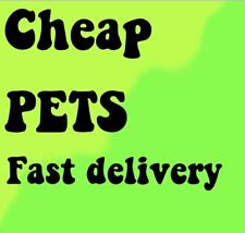 Adopt pets fast for sale  UK