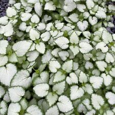 Lamium white nancy for sale  TELFORD