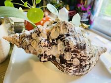 Large horse conch for sale  Plainfield