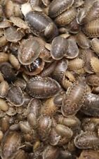 Dubia roaches small for sale  HULL