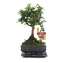 Exotenherz bonsai fukientee gebraucht kaufen  Zweibrücken