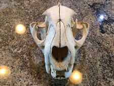 Mountain lion skull for sale  Chandler