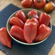 Grafted plum tomato for sale  IPSWICH