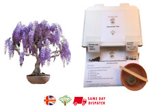 Grow bonsai starter for sale  BROCKENHURST