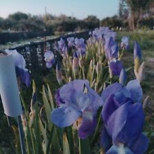 Rizomi iris pallida usato  Manduria