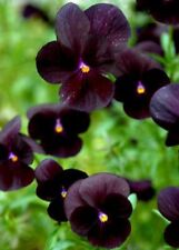 Graines violette noire d'occasion  Sanary-sur-Mer