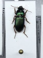 Harpalus affinis coleoptera usato  Merate