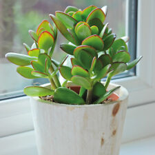 Crassula ovata indoor for sale  IPSWICH