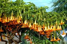  Brugmansia Angels Trumpet Plant Apricot  Queen Very Fragrant  in pot     for sale  Melbourne