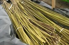 5ft fresh willow for sale  COVENTRY