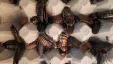 Choices dubia roaches for sale  Charlotte