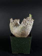 Pachypodium eburneum cactus d'occasion  Expédié en Belgium